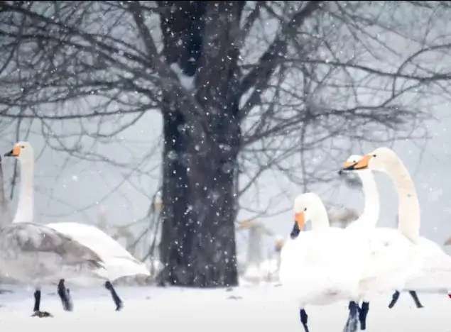 ‘金沙官方登录入口’平陆：大雪中的白天鹅。(图4)