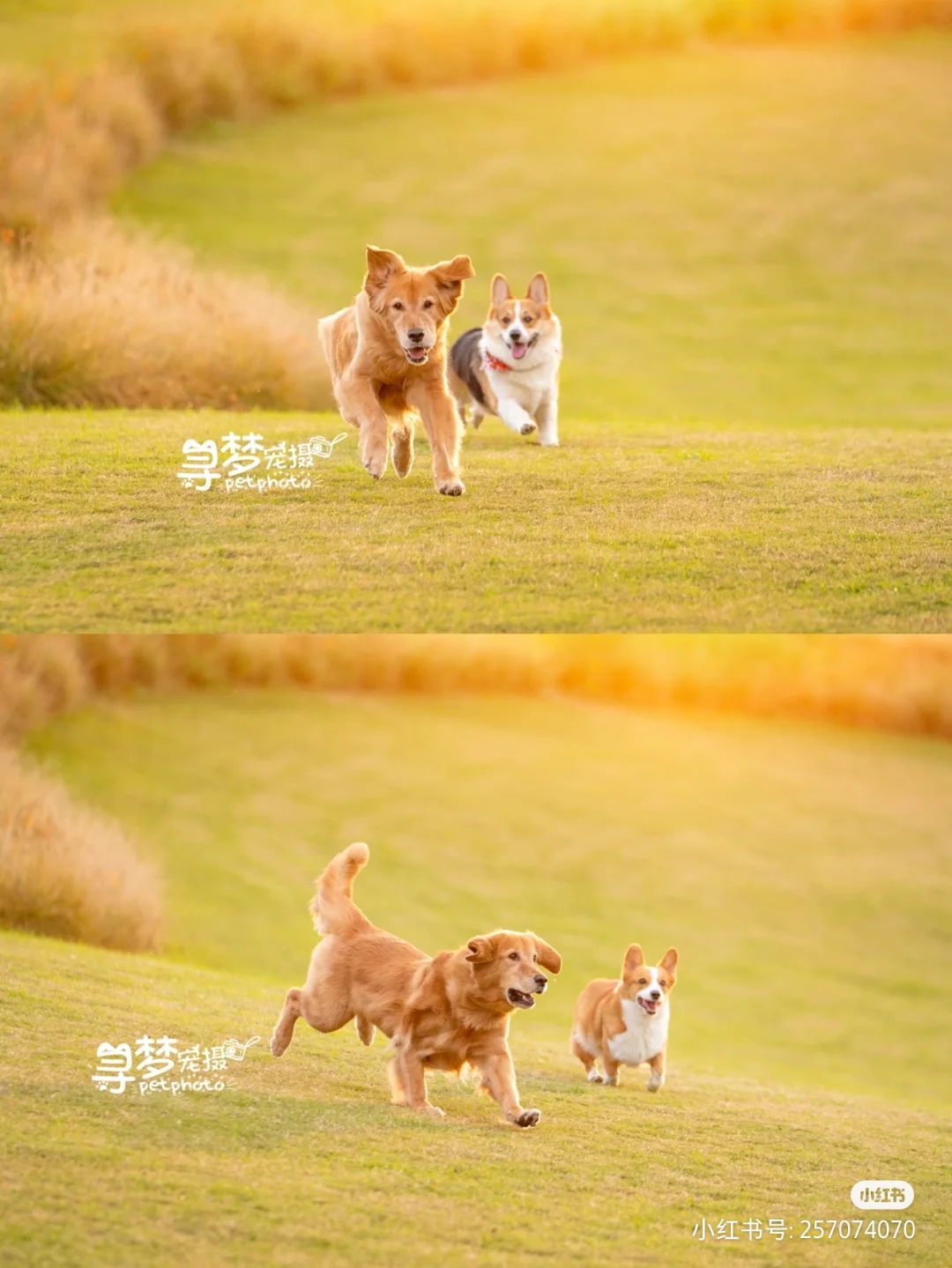 一、提供春节假日、工作日、出差旅游，上门喂养猫咪、|半岛官方下载入口(图1)