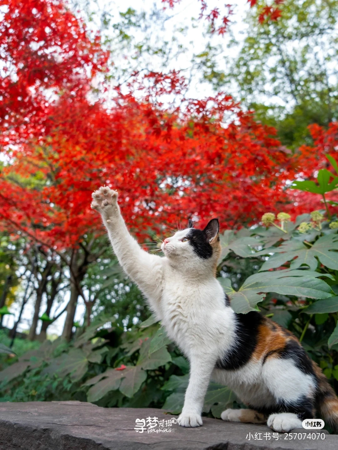 提供春节假日、工作日、出差旅游，上门喂养猫咪、遛狗及其他小宠物服务。-泛亚电竞(图4)