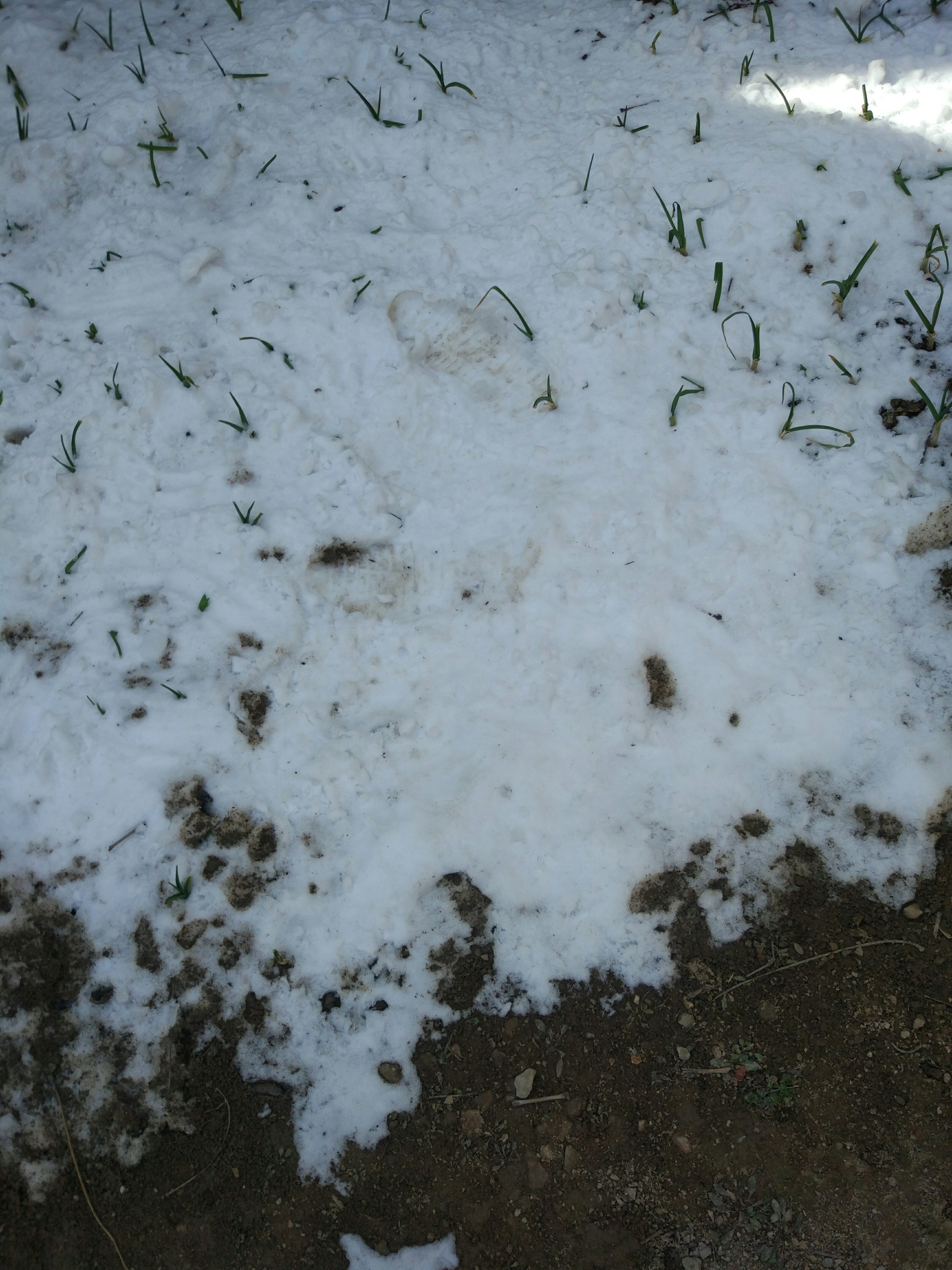 澳门永利老网址登录入口：下过雪四天了，地里的雪还没融化(图1)