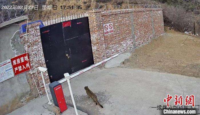 山西和顺一仓库门口拍摄到华北豹画面，系首次在县城周边发现‘半岛彩票官网下载’