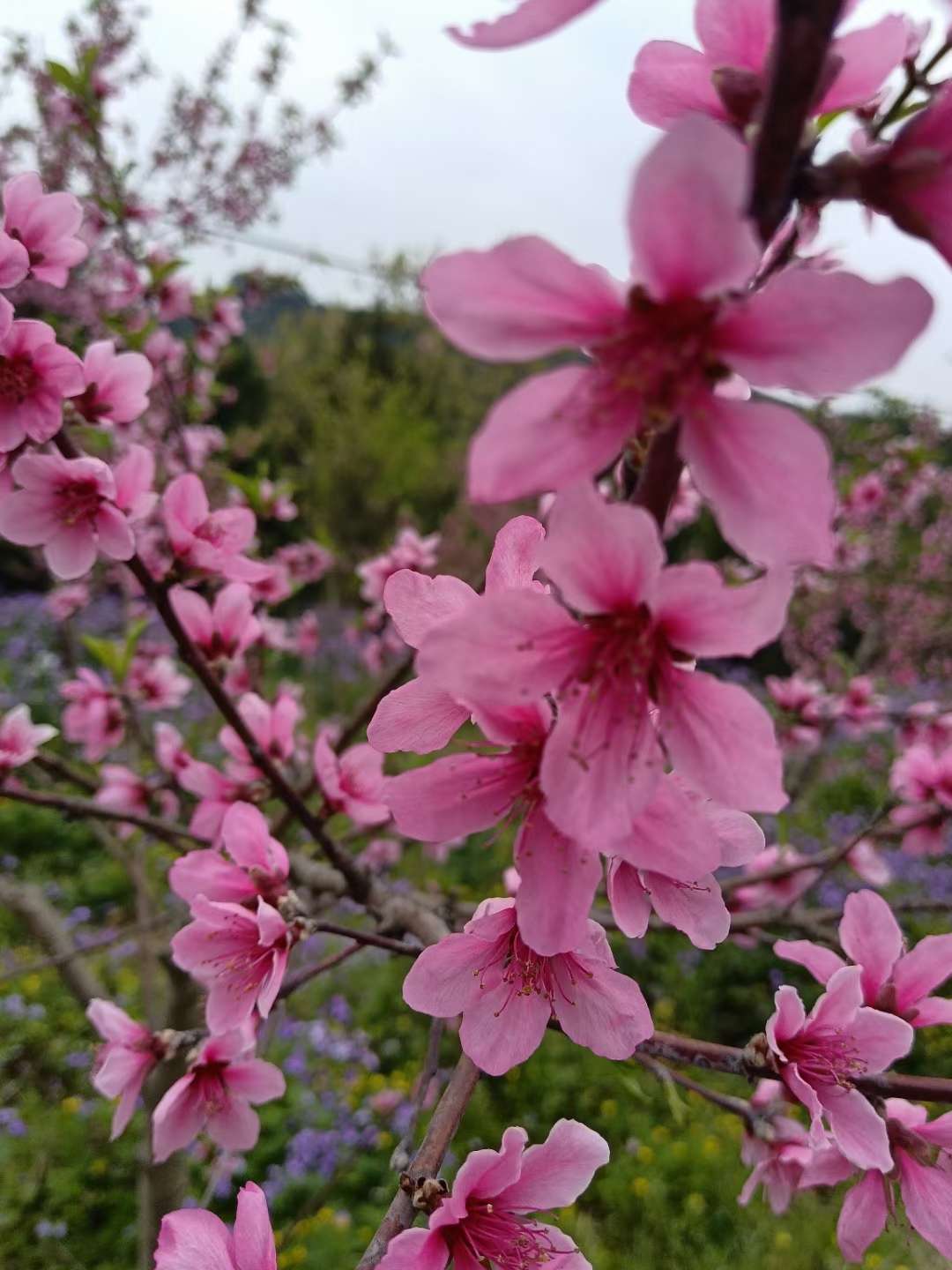 有幸识卿桃花面，从此阡陌多暖春。_泛亚电竞官方入口(图2)