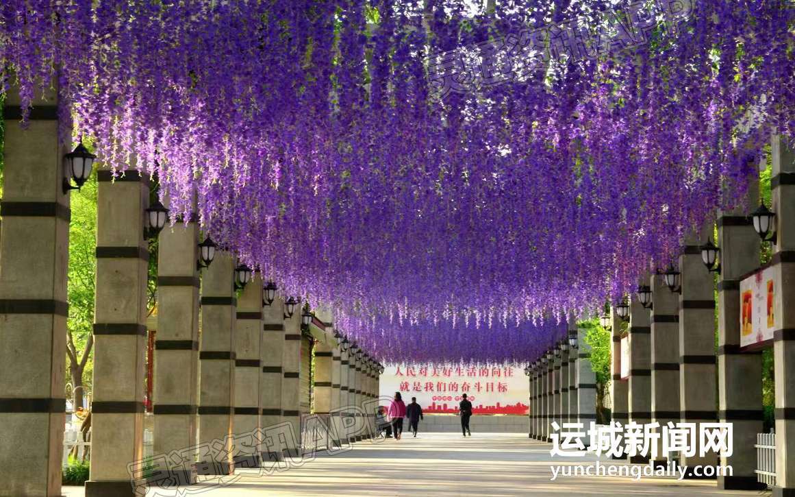 人民公园“紫藤花廊” 等您“五一”来打卡【泛亚电竞官方入口】(图2)