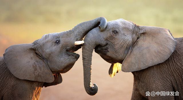 世界大象日：关爱大象，从我做起‘ng体育平台’