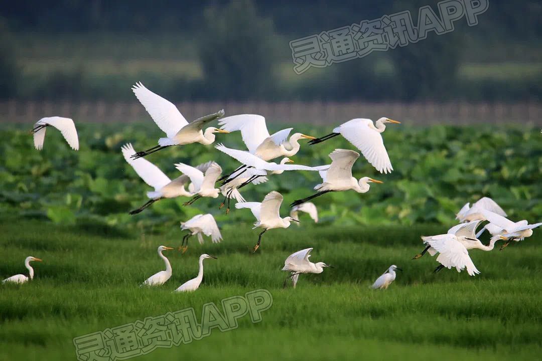 【Kaiyun官方网】山西平陆：黄河湿地 鸟儿乐园