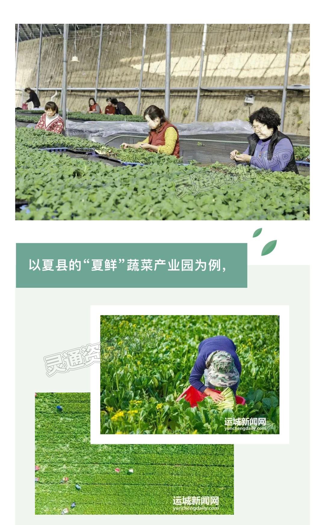 三个运城之运城蔬菜【澳门十大正规网投平台】(图5)