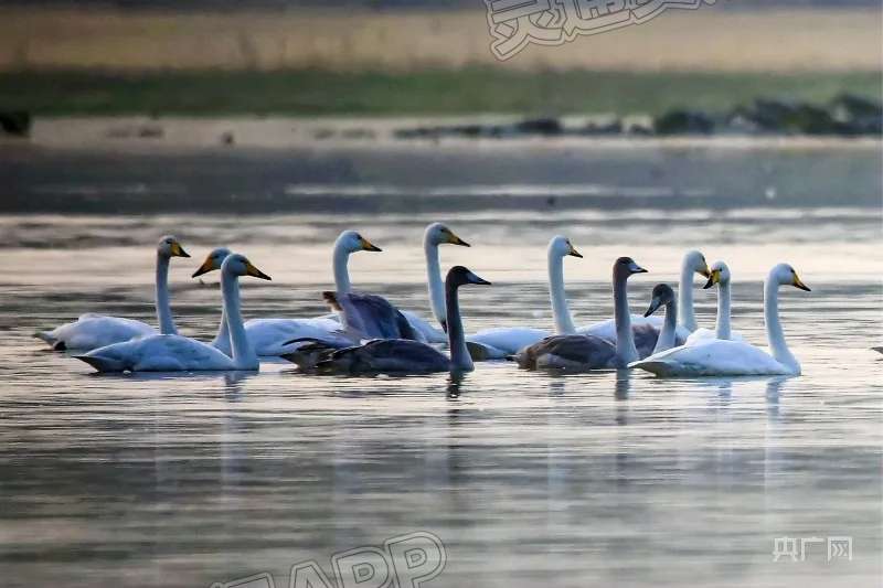 今年首批越冬大天鹅飞抵平陆县黄河湿地保护区！：AG体育(图1)