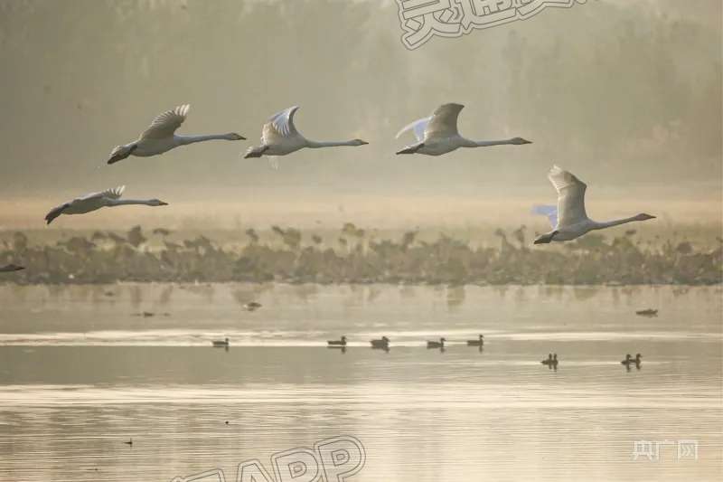 今年首批越冬大天鹅飞抵平陆县黄河湿地保护区！：AG体育(图6)