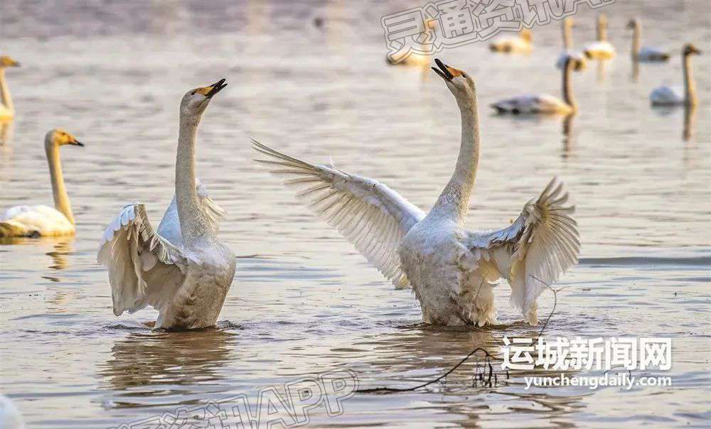 “雷火电竞首页”秋去冬来　运城再次迎来“天鹅季”(图6)