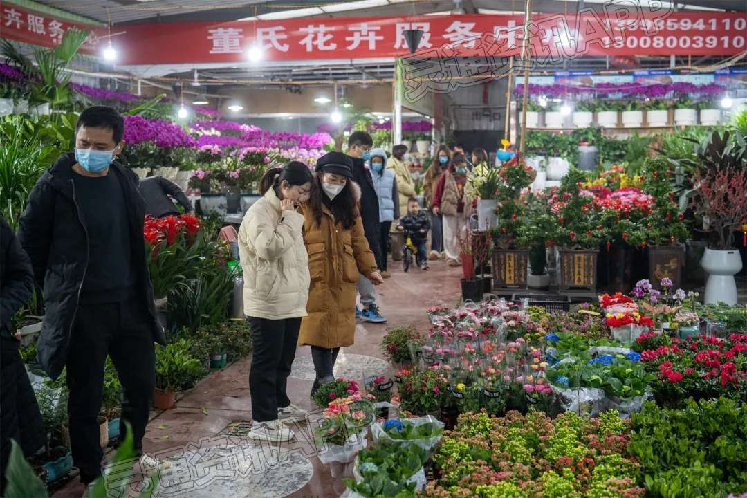春节将至鲜花俏销　花卉市场“春意浓”：米乐m6官网登录入口(图1)