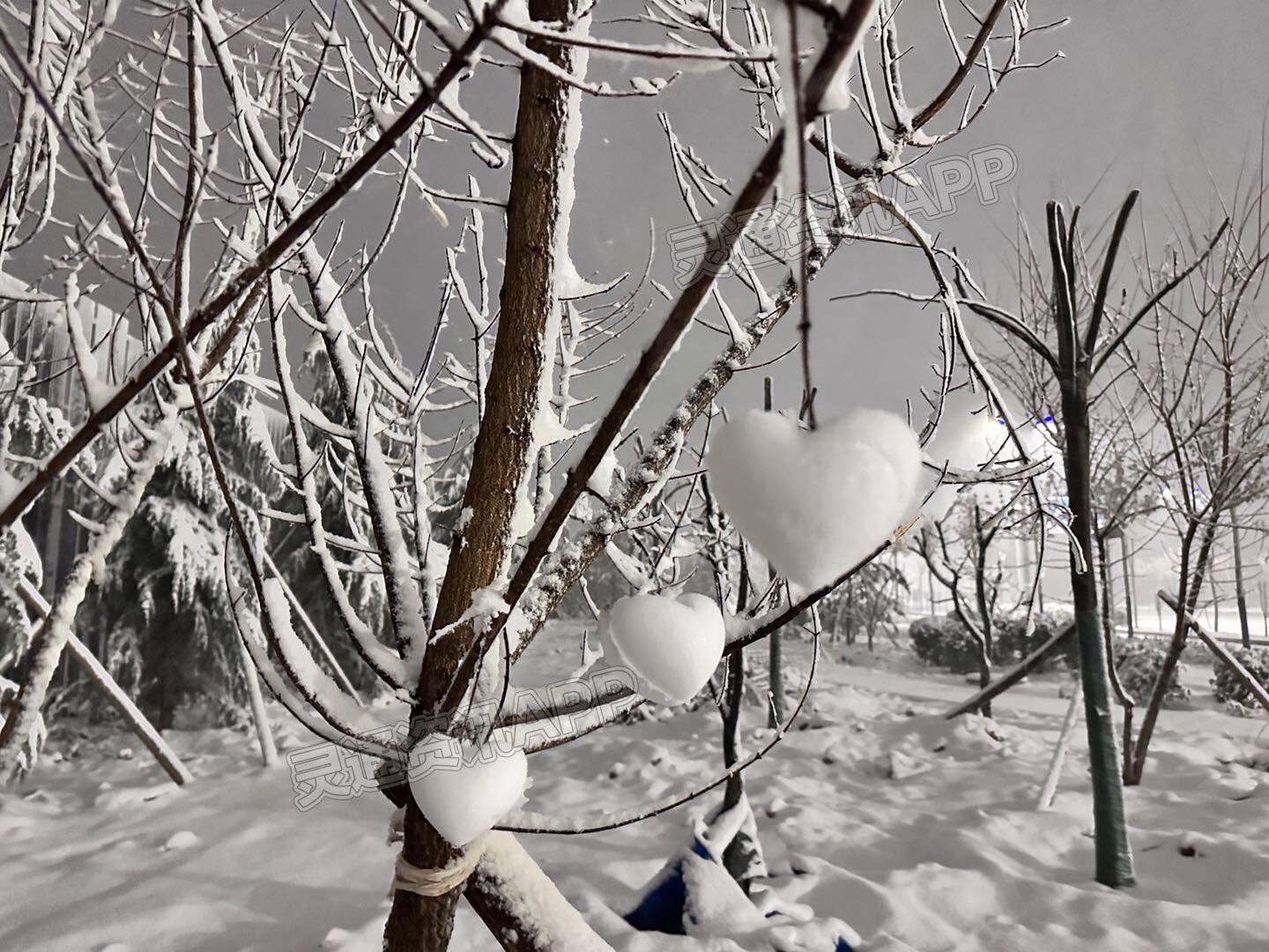 泛亚电竞-运城下雪啦！一夜之间运城就穿越成了河东(图3)