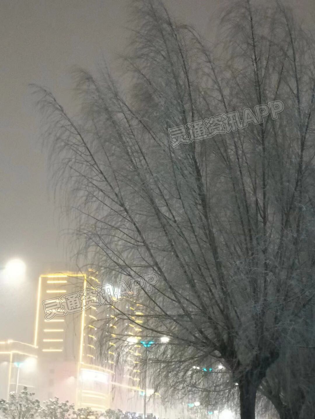 半岛官方下载入口|运城下雪啦！一夜之间运城就穿越成了河东(图6)