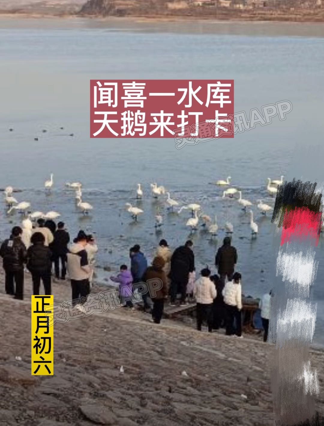 “九游会ag真人官网”闻喜一水库迎来白天鹅！快去打卡！(图2)