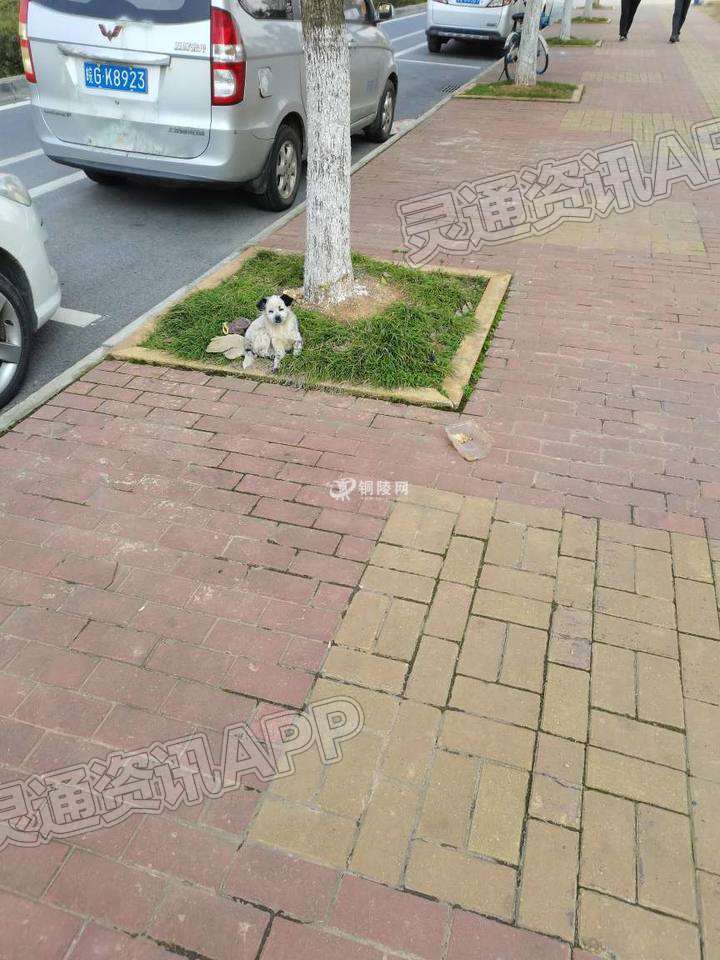 这只狗狗好可怜，人行道上绿草地就是它的家“best365官网登录入口”