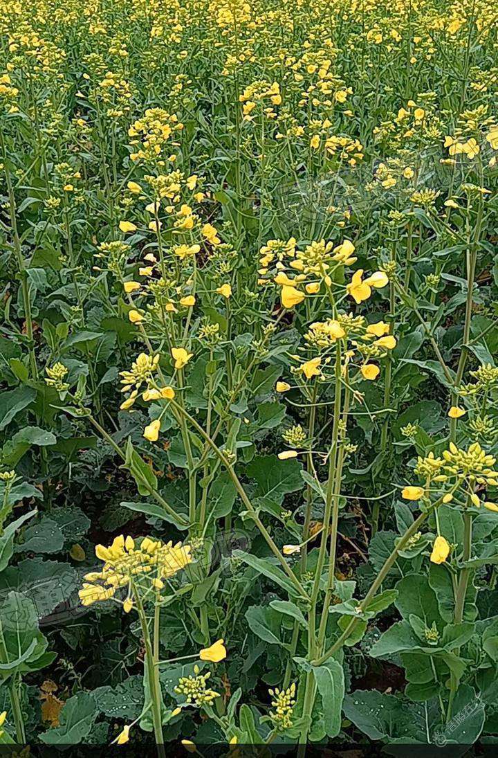 “雷火电竞首页”新区这里漫山遍野的油菜花开了(图3)