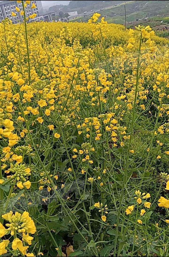 新区这里漫山遍野的油菜花开了_im电竞(图2)