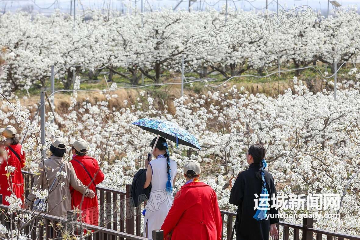 第六届“花开盐湖”美丽乡村游系列活动暨泓芝驿梨花节开幕：(图6)