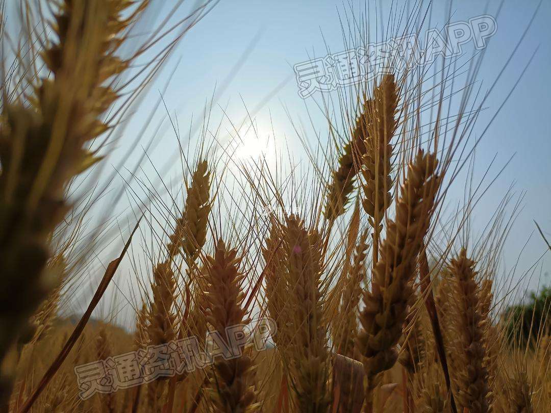 “云开·全站APPkaiyun”是不是快到收麦子的季节了！(图2)