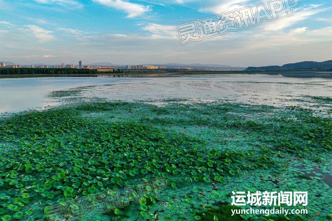 平陆大天鹅景区：湖光山色生态美|ag九游会(图3)