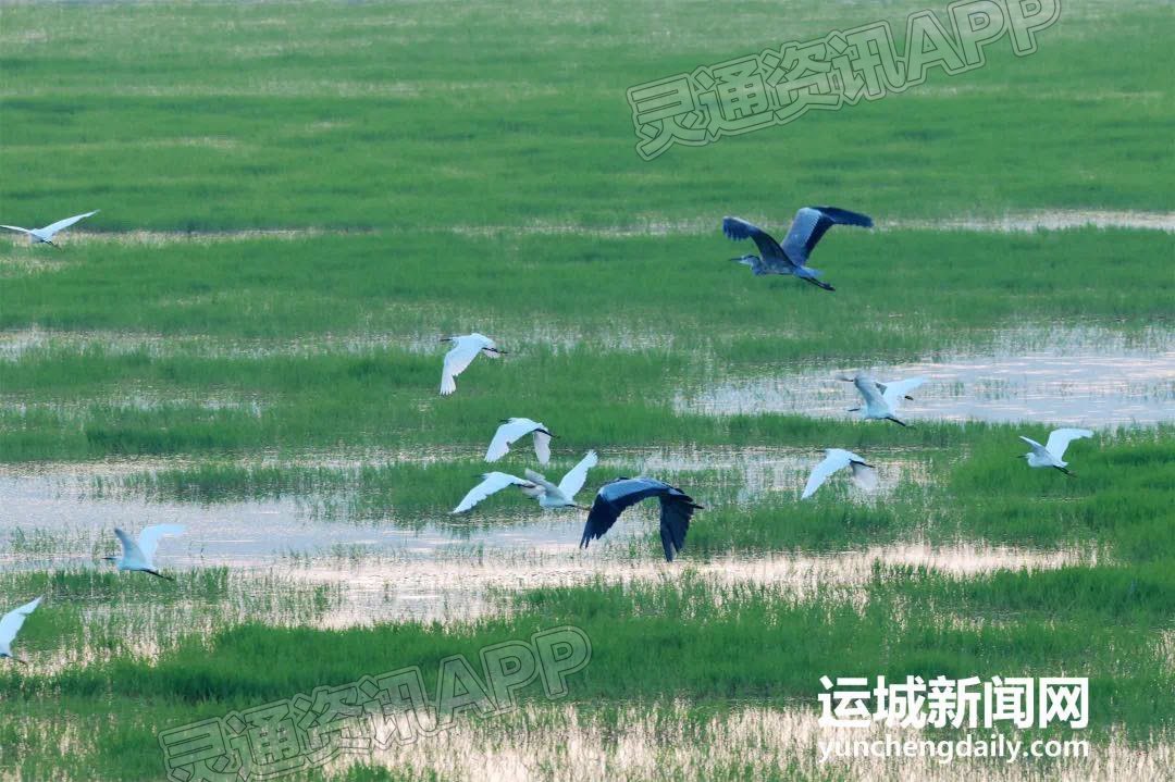 “泛亚电竞官方入口”平陆大天鹅景区：湖光山色生态美(图7)