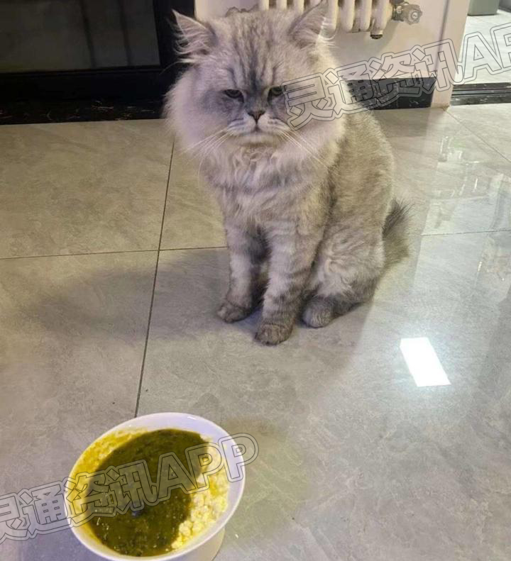 我的小猫咪是不是病了啊，为什么不吃东西啊？：Ayx官方网站