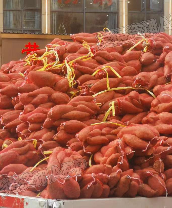 澳门永利官网：到了吃红薯的季节！