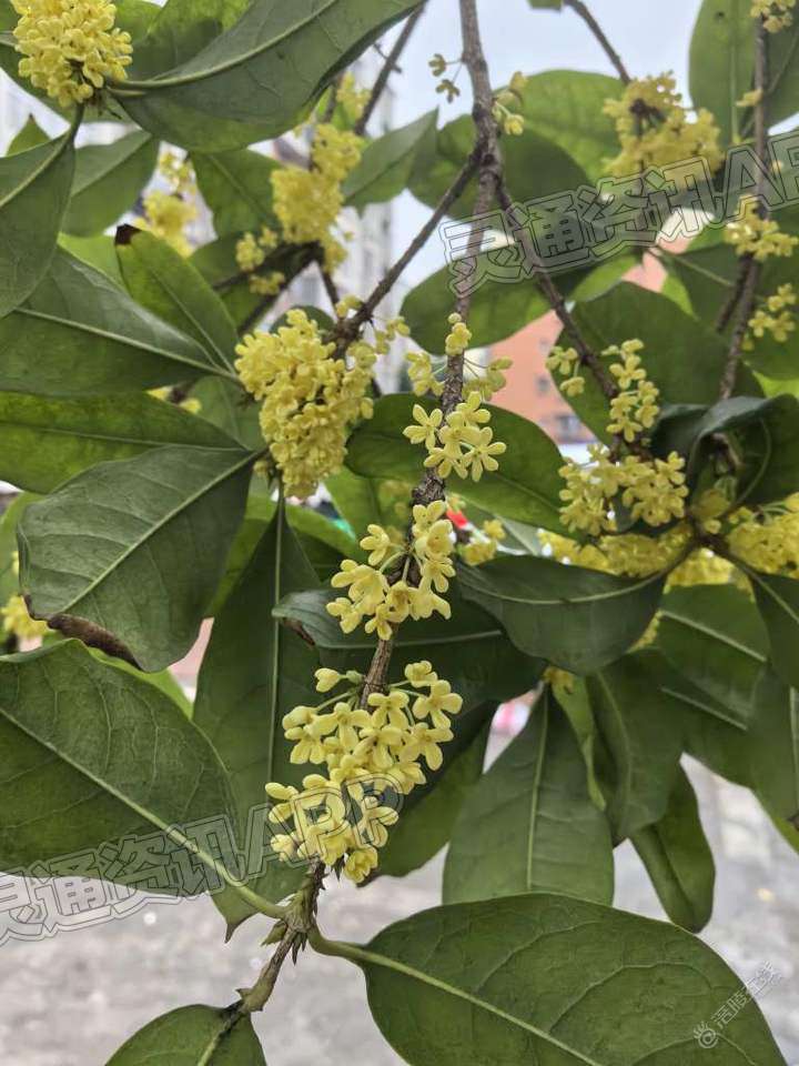 半岛官方下载地址|八月桂花香(图2)