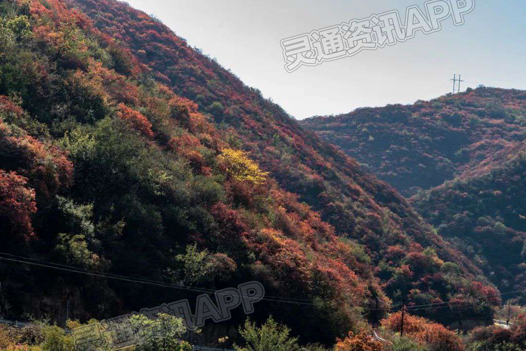 运城赏红叶好去处！_泛亚电竞(图6)