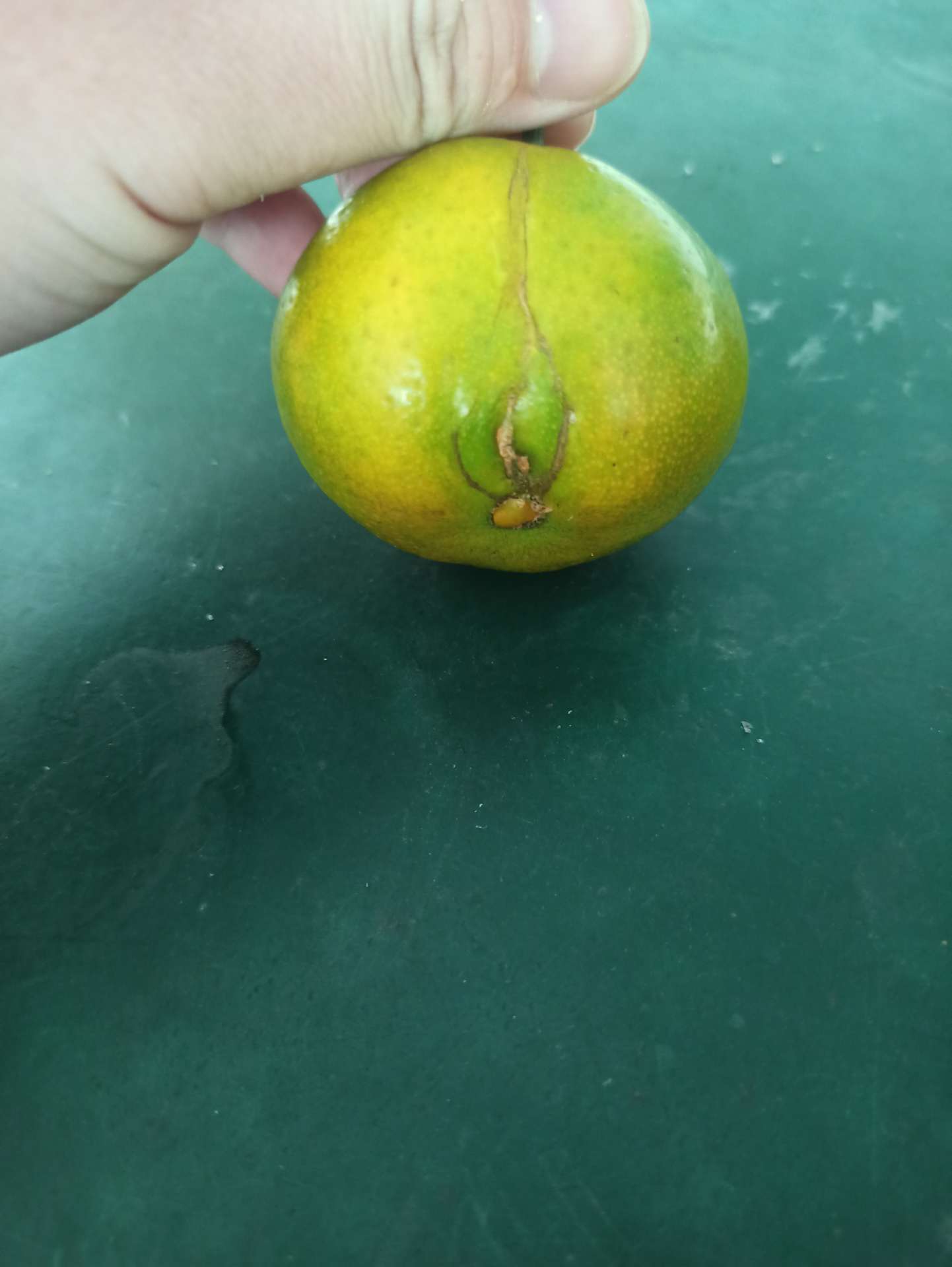 【澳门永利官网】这个橘子能不能吃？(图2)