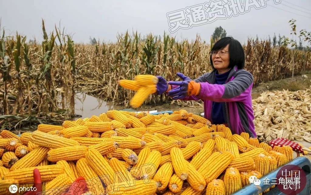 稷山农民水中抢收玉米，确保颗粒归仓：江南JN体育登录入口(图3)