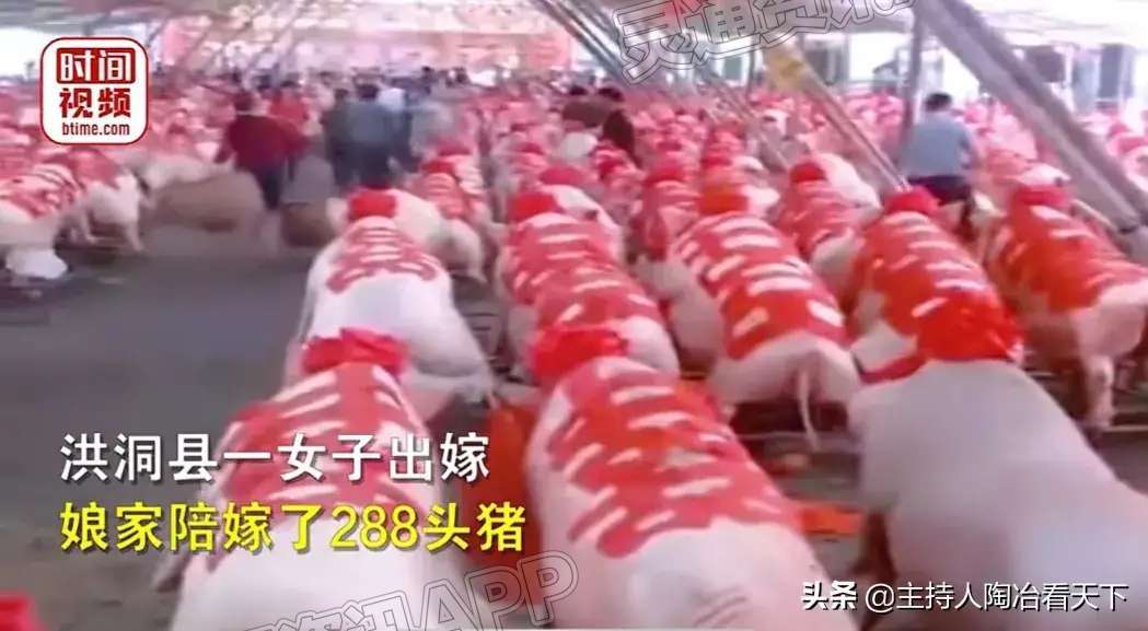 ‘ag九游会官网登录’洪洞县一女子出嫁，娘家陪嫁了288头猪