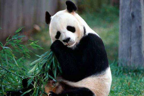 大熊猫怎样取名？真有被叫“芝麻”的…_南宫娱乐官网网址(图2)