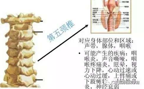 泛亚电竞官方入口-脊椎与全身的疾病对应关系，太精准了！(图6)