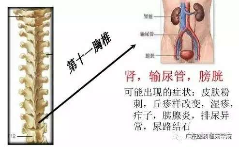 【雷火电竞官方网站】脊椎与全身的疾病对应关系，太精准了！(图19)