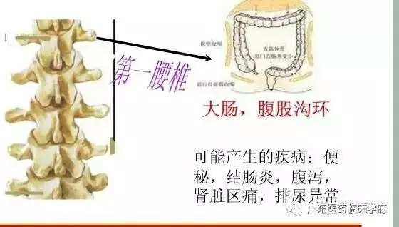 【雷火电竞官方网站】脊椎与全身的疾病对应关系，太精准了！(图21)