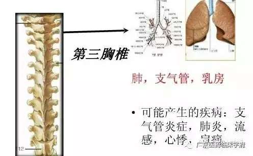 脊椎与全身的疾病对应关系，太精准了！_半岛官方下载地址(图11)