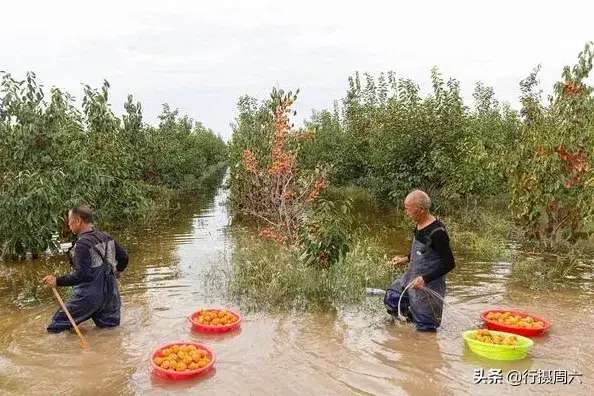 农民雨后水中抢摘柿子！“澳门人威尼斯官网”(图2)