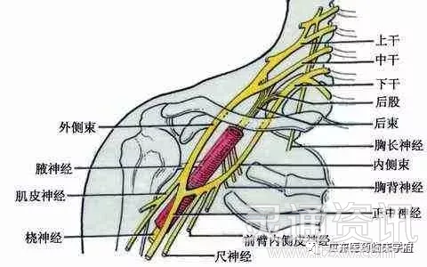 颈椎，为何为“百病之源”“博鱼·体育中国入口”(图7)