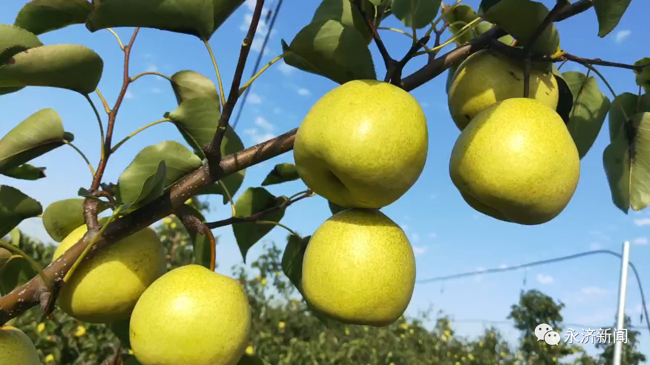 半岛官网App下载：果蔬运城，香飘世界！第六届山西（运城）国际果品交易博览会10月15日开幕(图4)