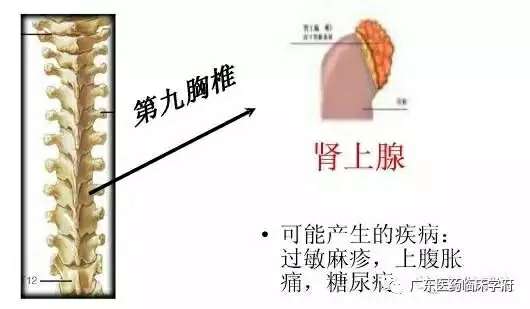 【雷火电竞官方网站】脊椎与全身的疾病对应关系，太精准了！(图17)