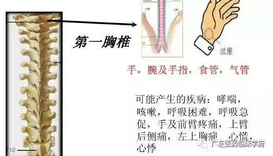 泛亚电竞官方入口-脊椎与全身的疾病对应关系，太精准了！(图9)