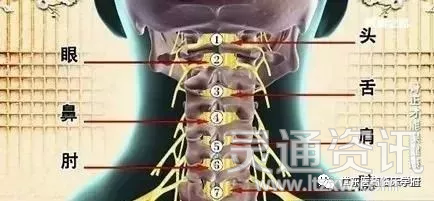 颈椎，为何为“百病之源”【pg娱乐电子游戏官网APP下载】(图8)