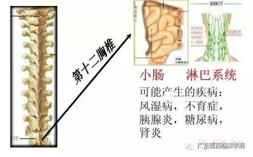 【雷火电竞官方网站】脊椎与全身的疾病对应关系，太精准了！(图20)