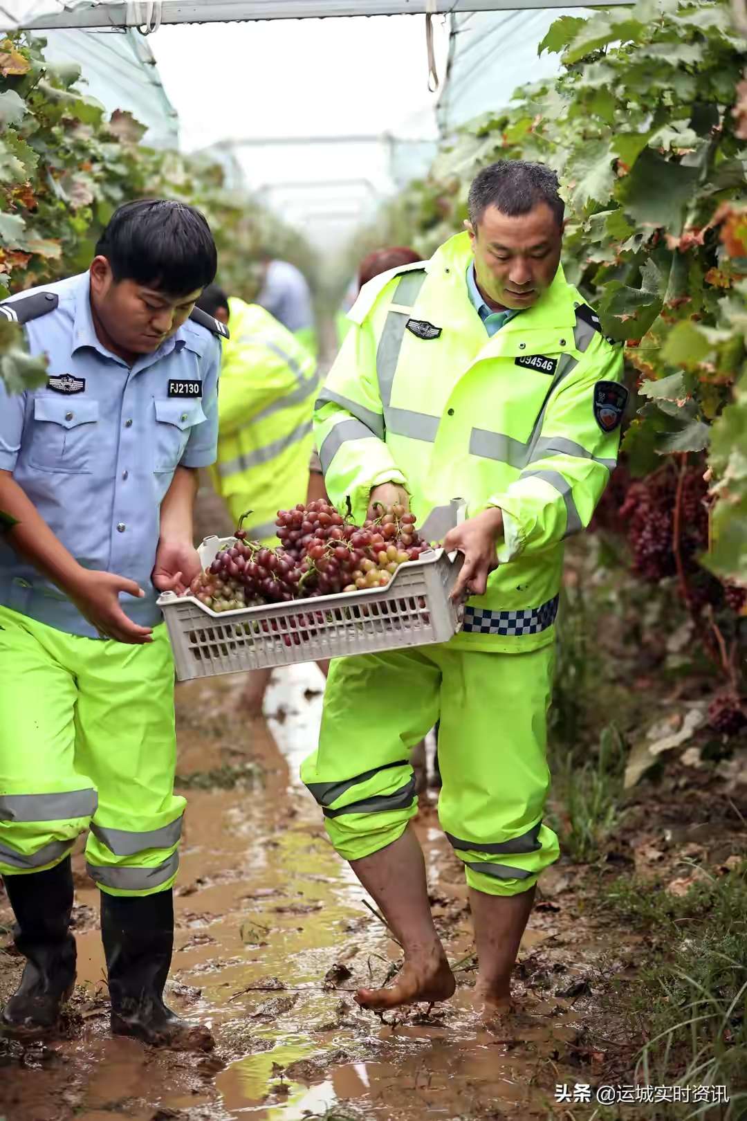 面对水灾，能收尽收，永济交警全力助农帮农‘环球体育官网入口登录’(图6)