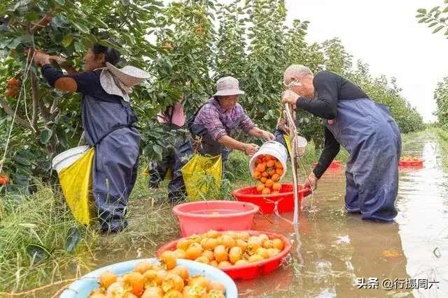 农民雨后水中抢摘柿子！“澳门人威尼斯官网”(图1)