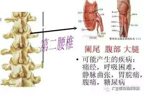 【雷火电竞官方网站】脊椎与全身的疾病对应关系，太精准了！(图22)