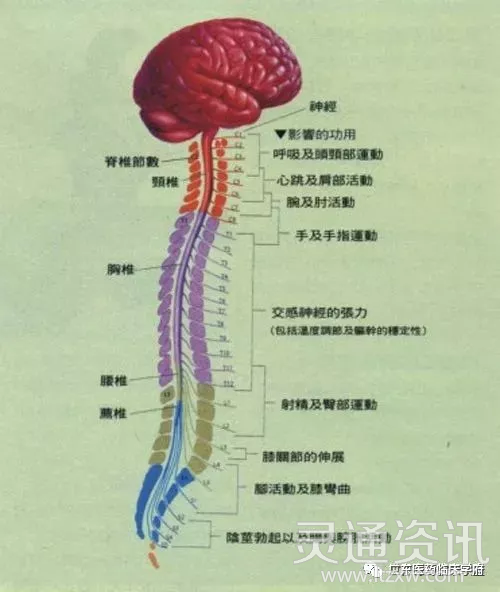 颈椎，为何为“百病之源”“博鱼·体育中国入口”(图10)