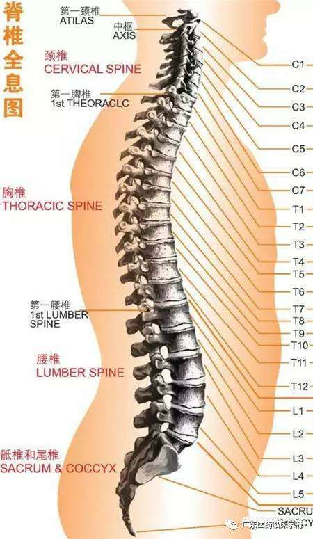 泛亚电竞官方入口-脊椎与全身的疾病对应关系，太精准了！(图1)