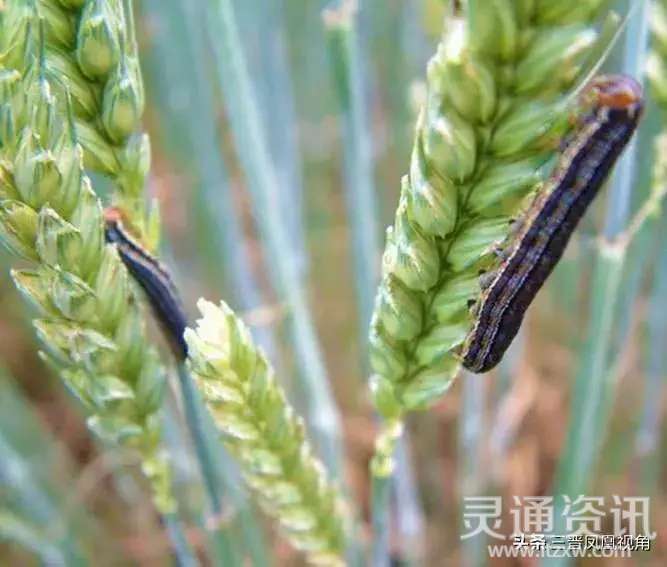 平陆县农业农村局紧急提醒查治一代粘虫