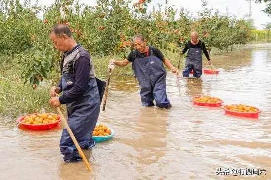 农民雨后水中抢摘柿子！-bat365官方网站(图3)